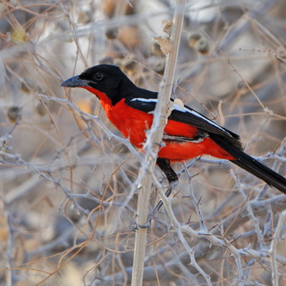 Etosha - Goas - Crimson-breasted Shrike